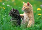 kittens in grass.jpg