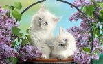 lilac kittens.jpg