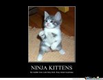 ninja kittens.jpg