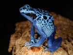 species-poisonDartFrog.jpg