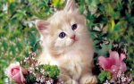 orange tabby kitten (2).jpg