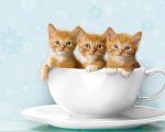 kittens in teacup.jpg