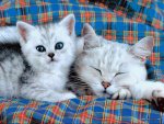 tired kittens (2).jpg