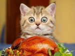 turkey cat.jpg