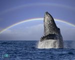 hump-back-whale-humpback-whales-32310756-1280-1024.jpg