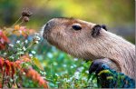 20121025-capybara_thumb.jpg