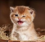 winking kitten.jpg