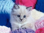 yarn kitten.jpg