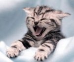 yawning kitten (2).jpg