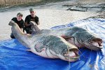 monster-catfish.jpg