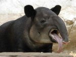 tapir.jpg