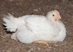 cr20130419_poultry.jpg