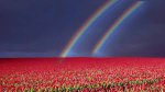 rainbow over flower field.jpg