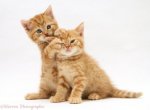 23962-Ginger-kittens-white-background.jpg