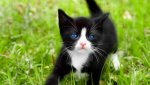 42332-kittens-black-and-white-kitten-wallpaper.jpg