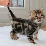 bengal-kittens-07.jpg