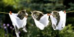 Animals-Kittens-l.jpg