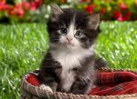 baby-kitten-wallpaper-animal-backgrounds-30299.jpg