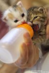 Bottle-Feeding-Kittens-Just-When-I-Think-I-Really-Have-Pinned-Enough-Cute-Kittens-I-See-This.jpg