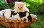 cute_basket_buddies-1920x1200.jpg