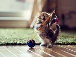 cute-kittens-001-09072013.jpg