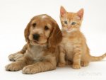 jane-burton-golden-cocker-spaniel-puppy-with-ginger-kitten.jpg