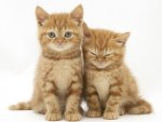 jane-burton-two-ginger-domestic-kittens-felis-catus.jpg