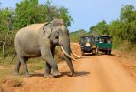 Elephant-Yala-National-Park-Sri-Lanka-Surf-Travel-3.jpg