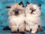 cats-blue.jpg