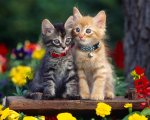 Cats-wallpaper-cats-5194876-1280-1024.jpg