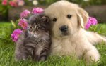 Dog-and-Cat-Wallpaper-teddybear64-16834786-1280-800.jpg