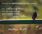 Matthew 10v29.jpg