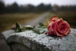 803018_a-rose-is-placed-on-a-memorial-stone-at-former-bergen-belsen-nazi-death-camp-between-brem.jpg