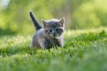 kitten in grass.jpg