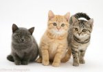 kittens-pictures-hd-wallpaper-29.jpg