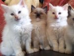 pretty_ragdoll_cat_kittens_wallpaper.jpg