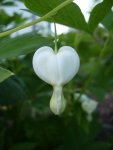 heart-shaped flower.jpg