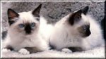 siamese kittens.jpg