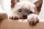 siamese-cat-breeders-01.jpg