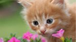 sniffing flowers.jpg