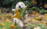 dog-leave-nature-pet-puppy-Favim.com-46670.jpg