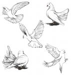 Dove-Drawing-5.jpg