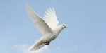 ibm-dove-takes-flight-sdn-vxlan.jpg