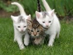 three_kittens.jpg