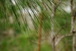 nt-raindrops-on-pine-needles-0488.jpg