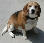 BeagleGrace 2.jpg