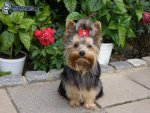 yorkshire-terrier-avec-un-serre-tete,-parterre-147740.jpg