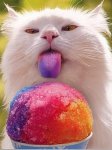 cat-eating-snow-cone.jpg