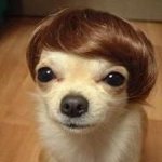 409541-dog-in-a-wig.jpg