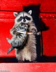 Terror-Raccoon--22757.jpg